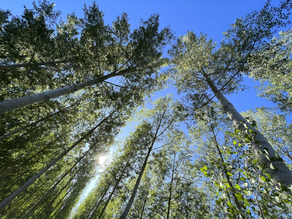 Des arbres remarquables à identifier